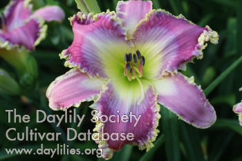 Daylily Lavender Laughter